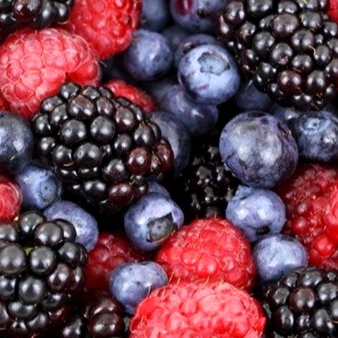 Blackberry farm in Brazil with rows of blackberry bushes