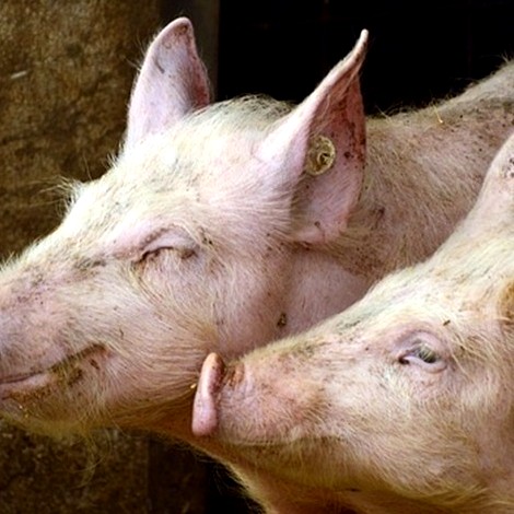 Pork exports growth chart