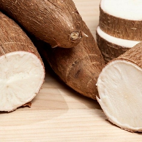 Photo of cassava plants in a field