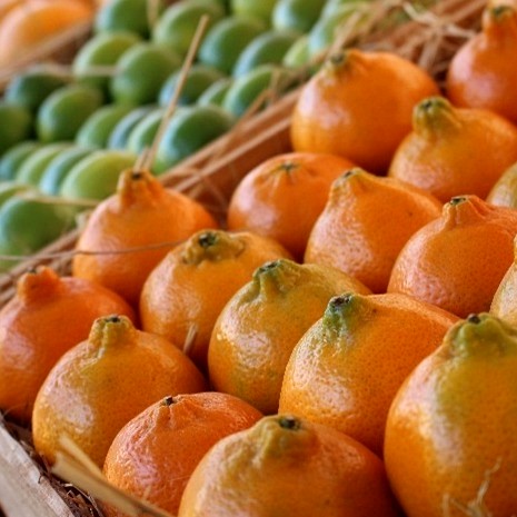 Citrus orchards in Minas Gerais, Brazil